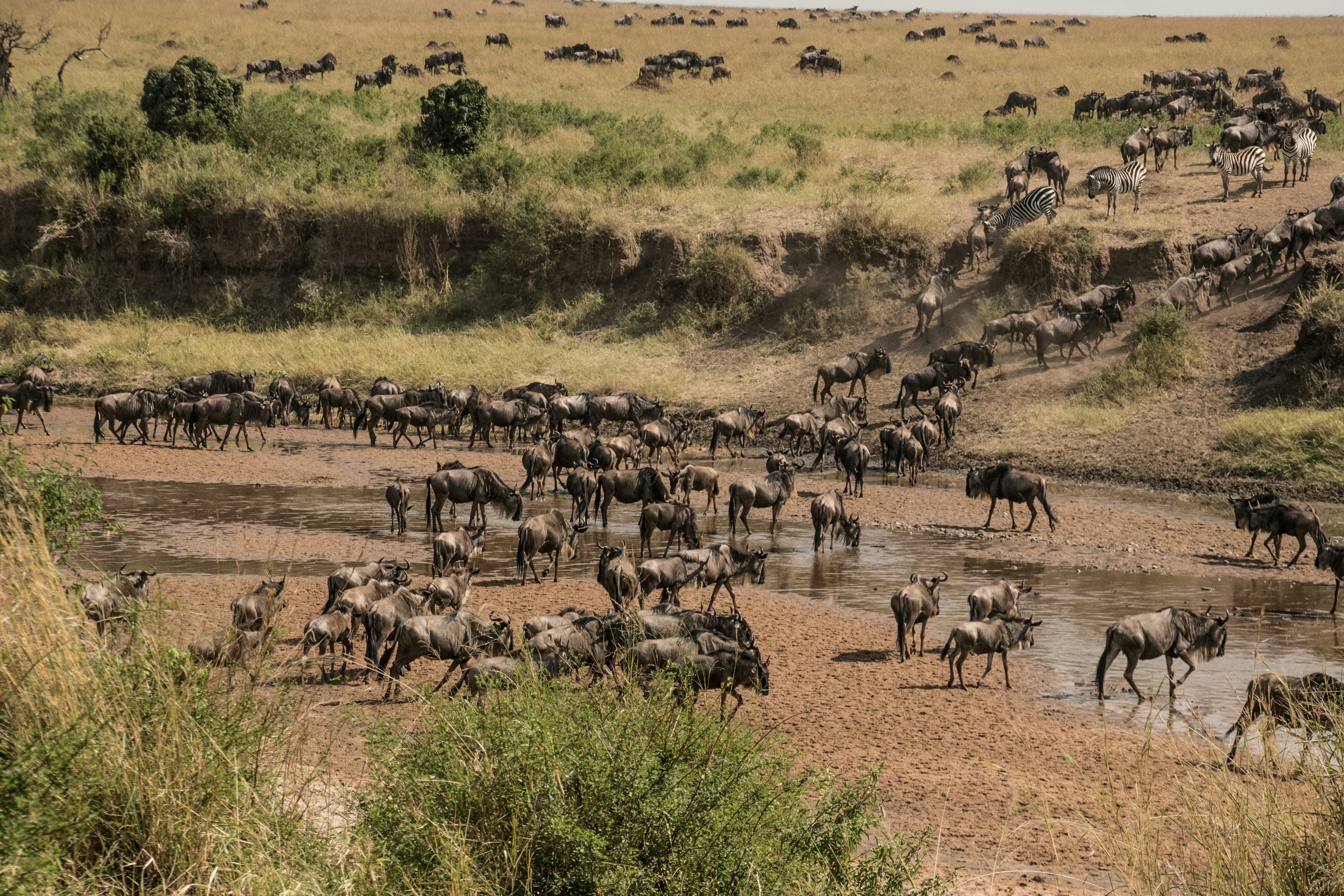 Maasai Mara